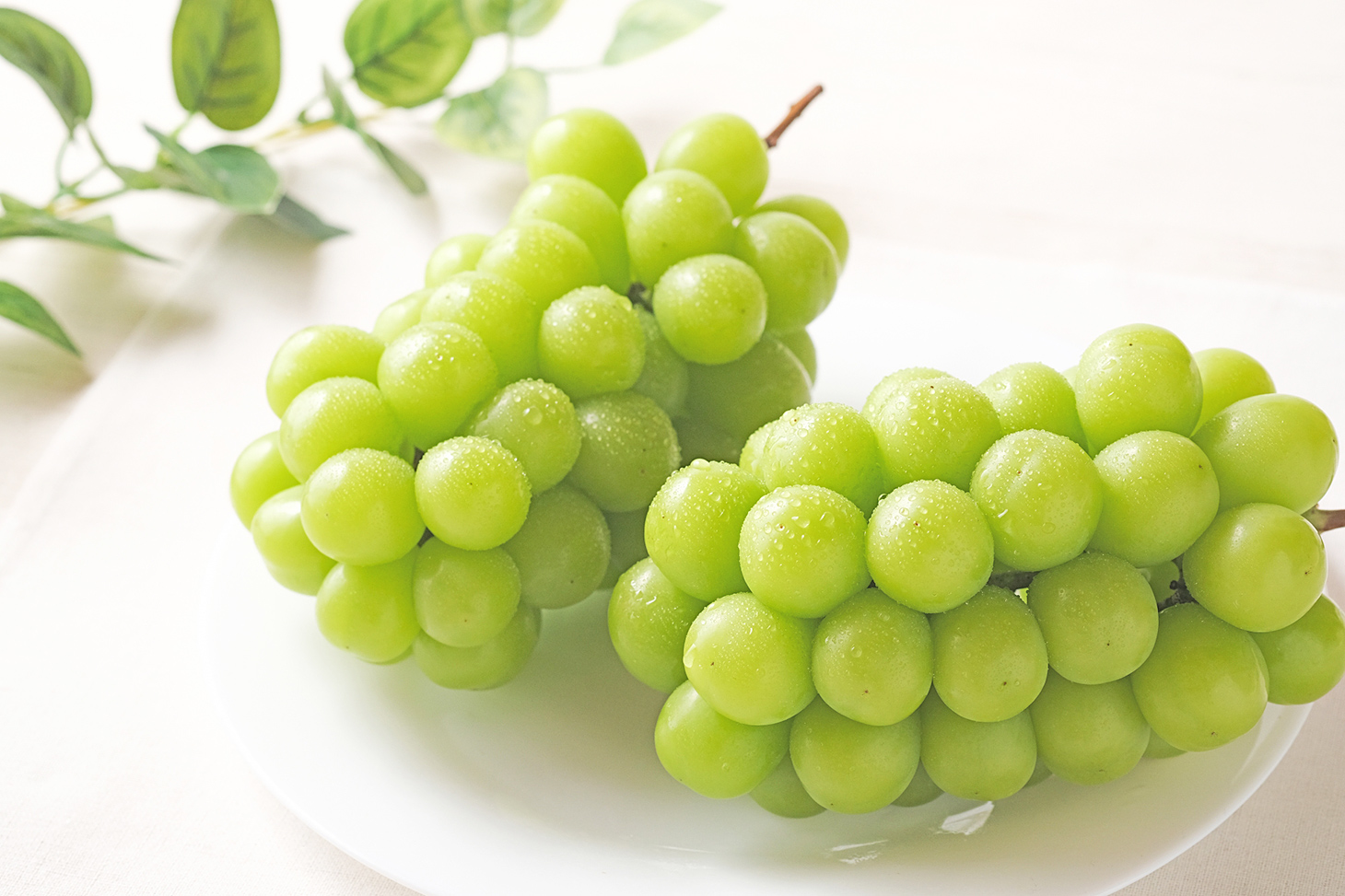 白のぶどう | 西口園